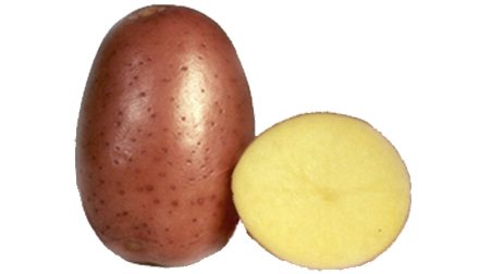 Беллароза. Сорт картофеля